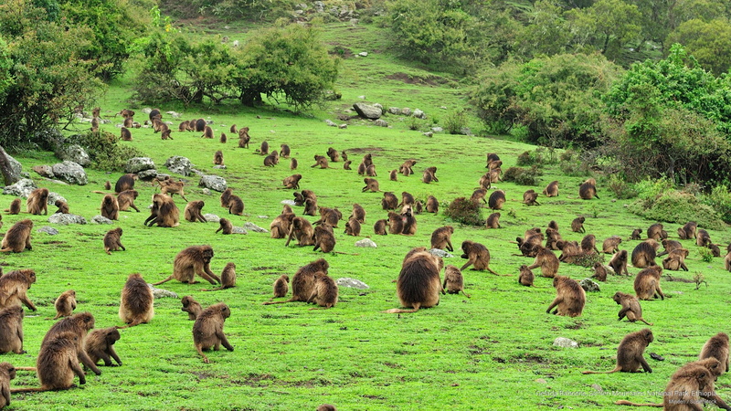 Animals, simien, baboons, mountains, ethiopia, park, national, gelada, 2K