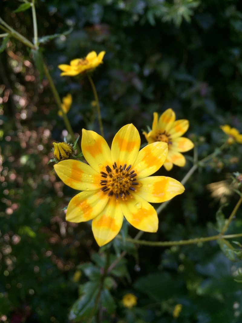 plant, daisy, yellow, freshness, flowering plant, pollen, growth, day, no people, petal, beauty in nature, outdoors, vulnerability, focus on foreground
