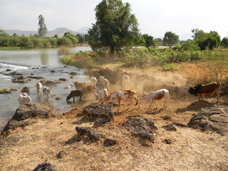 tree, nature, nile, lake, livestock, color, herd, agriculture, domestic animals, water, no people, outdoors, river, beside, cattle, animal wildlife, herbivorous