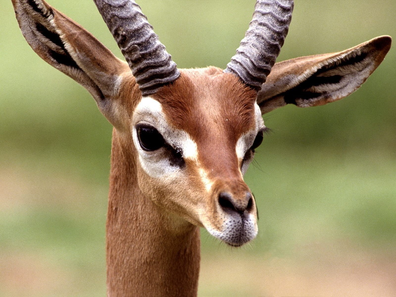 no people, Ethiopia, domestic animals, animal themes, one animal, animal head, vertebrate, portrait, close-up, 720P, animals in the wild, animal body part