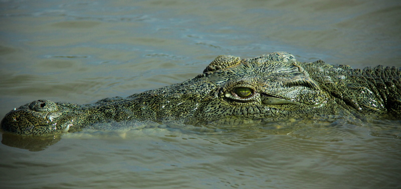chamo lake, swimming, close-up, no people, nature, water, lake, 4K, animal, animal themes, reptile, day, one animal, animal head, animal body part, animals in the wild