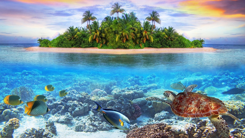 coral, coral reef, marine, animal themes, lagoon, turtle, palm tree, tree, sea turtle, sea life, marine biology, island, reef, 4K, animal wildlife, vacation