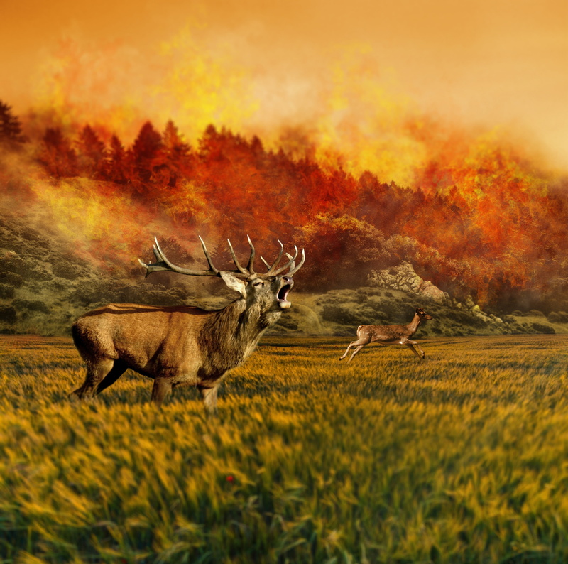 photomanipulation, Photoshop, Animals, Aero, Stag, Nature, Deer, Creative, Forest, animal wildlife, no people, environment, beauty in nature, Wild, 4K