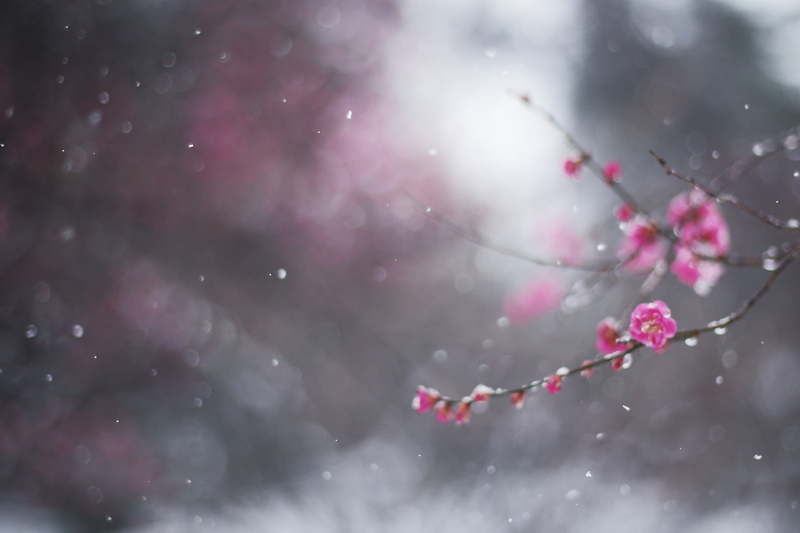 plant, snowing, beauty in nature, growth, winter, day, freshness, cold temperature, vulnerability, February, pink color, cherry blossom, 1080P, tree, macro