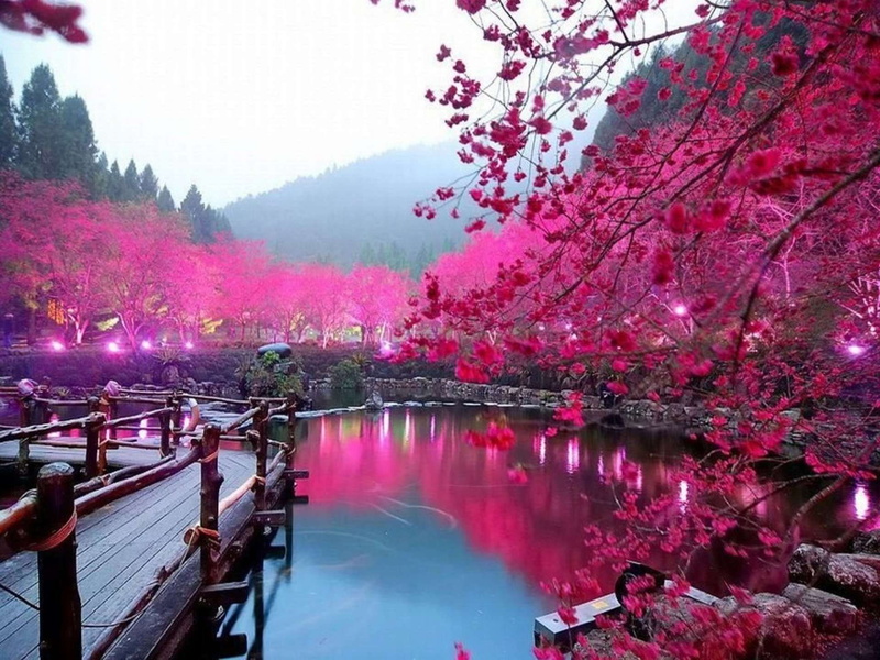 river, springtime, 1080P, architecture, park - man made space, tree, flowering plant, freshness, blossom, pink color, flower, water, cherry blossom  backgrounds hd