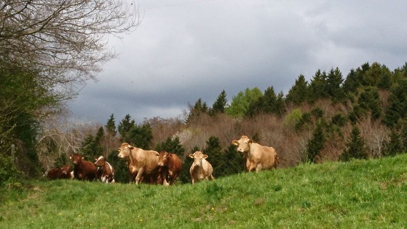 cow, no people, environment, vertebrate, nature, sky, animal themes, 720P, tree, grass, field, animal, plant, group of animals, pets, herbivorous, Springtime in Switzerland