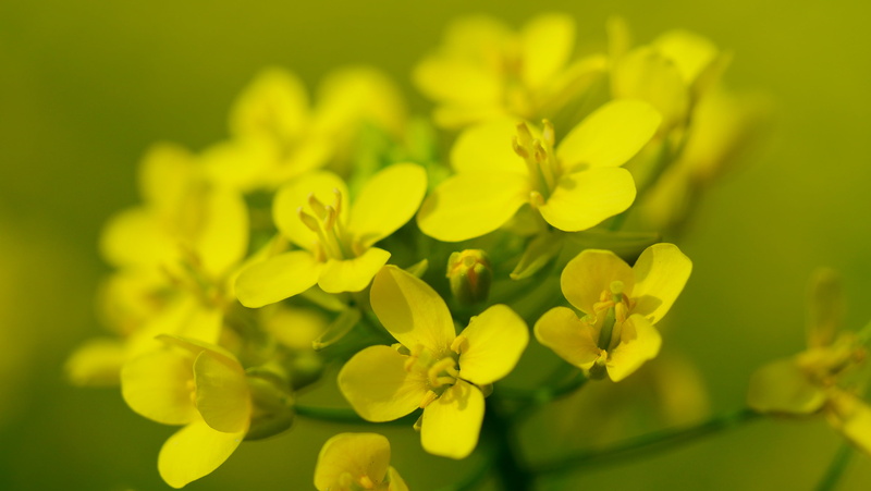 flowers, oilseed Rape, flower, yellow, photo, close, plant, 2K, nature, petaled, springtime