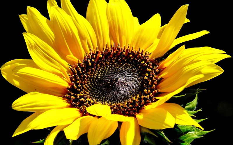 freshness, growth, nature, petal, close-up, springtime, no people, yellow flowers, petaled, pollen, sunflower, plant, flower, fragility, flowering plant