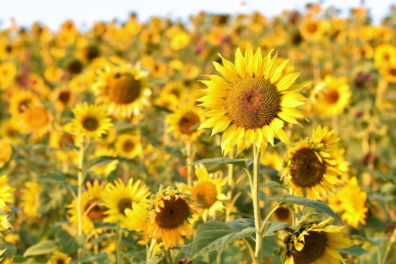 petal, inflorescence, vulnerability, freshness, focus on foreground, close-up, flower, flowering plant, plant, fragility, sunflowers, outdoors, field, no people