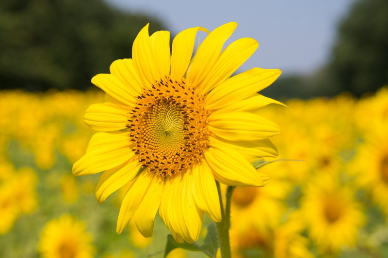 plants, 1080P, sunflowers, outdoors, flowers, yellow flowers