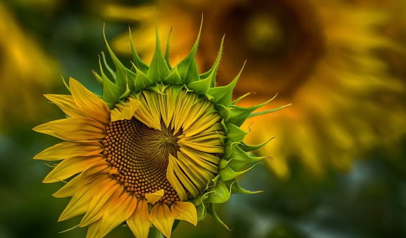 growth, sunflower, green color, petal, focus on foreground, vulnerability, freshness, leaf, yellow, plant, inflorescence, pollen, yellow flowers, flower