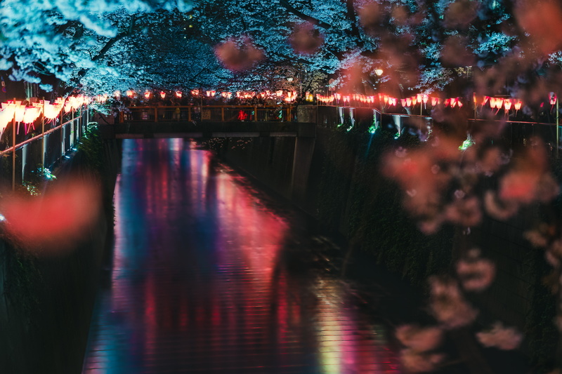 surrounded, tree, light, 5K, lantern, dock, nature, body, night, boardwalk, illuminated, japan, meguro river, bridge, outdoors, no people, lighting equipment