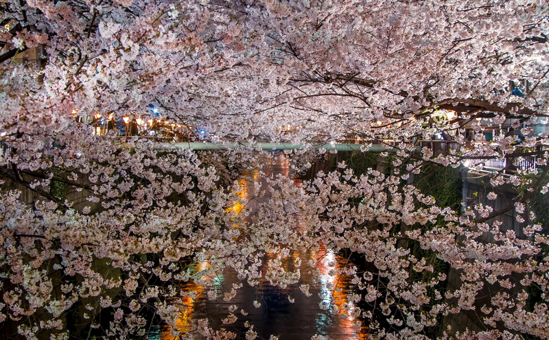 springtime, taras, Pink, change, sakura, Exposure, Cherry, 5K, fragility, Vacation, cherry blossom, meguro, Spring, shrouded, built structure, cherry tree