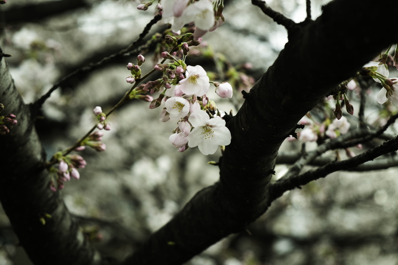floral, focus on foreground, tokyo, springtime, focus, close-up, growth, blosoom, beauty in nature, flowering plant, naka, side, photography, nakameguro