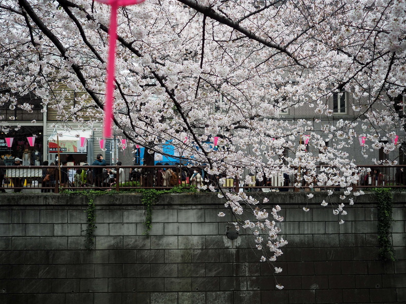 beauty in nature, branch, building exterior, pink color, plant, fragility, nature, vulnerability, flower, day, built structure, tree, architecture, tokyo