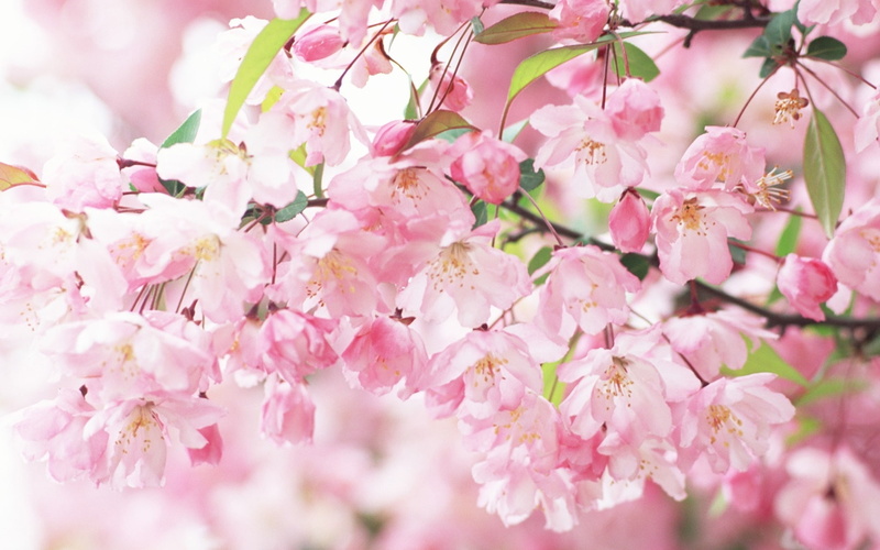 1080P, Pink, Blossom, Spring, Petals, Cherry