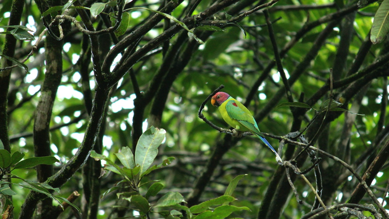 day, male, animal themes, full length, wildlife, kerala, tree, green color, colorful, exotic, portrait, parakeet, beak, focus on foreground, india, animal wildlife