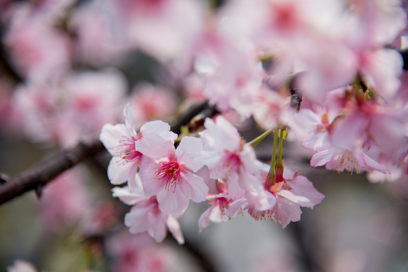 pink Color, japan, springtime, freshness, petal, close-up, close, branch, photography, nature, flower Head, season, tree, pink, flowers, 5K, petaled, flower