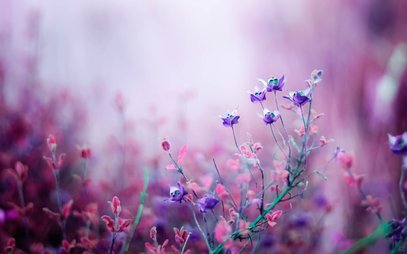 vulnerability, flowering plant, multi Colored, selective Focus, sunlight, outdoors, nature, plant, purple, backgrounds, color Image, beauty In Nature, field