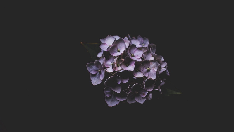 plants, dark, flowers, 1080P, minimalism, macro, lilac
