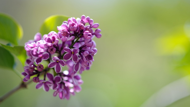 flower, blooming, spring, 4K, lilac tree, lilac