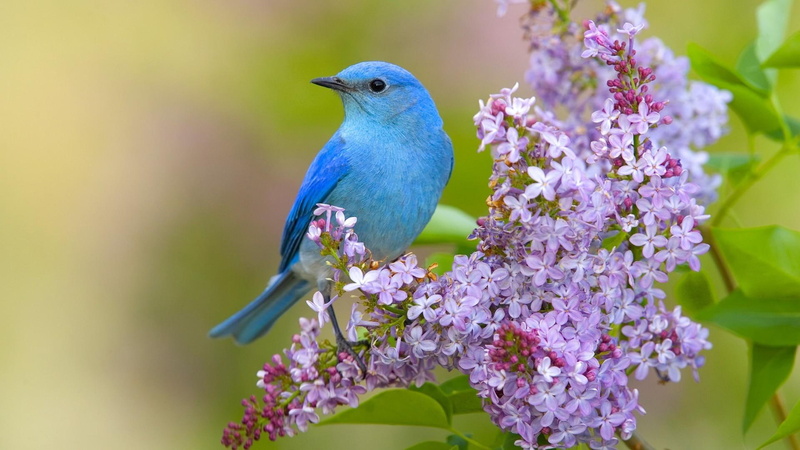 nature, 1080P, lilac flower, blue bird, bird