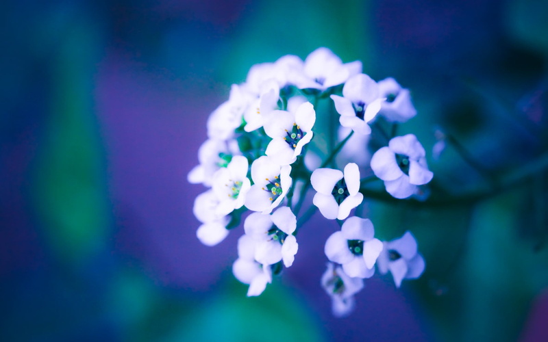 vulnerability, nature, white, growth, flower, springtime, inflorescence, petals, no people, day, flowers, selective focus, blue, fragility, freshness, flower head