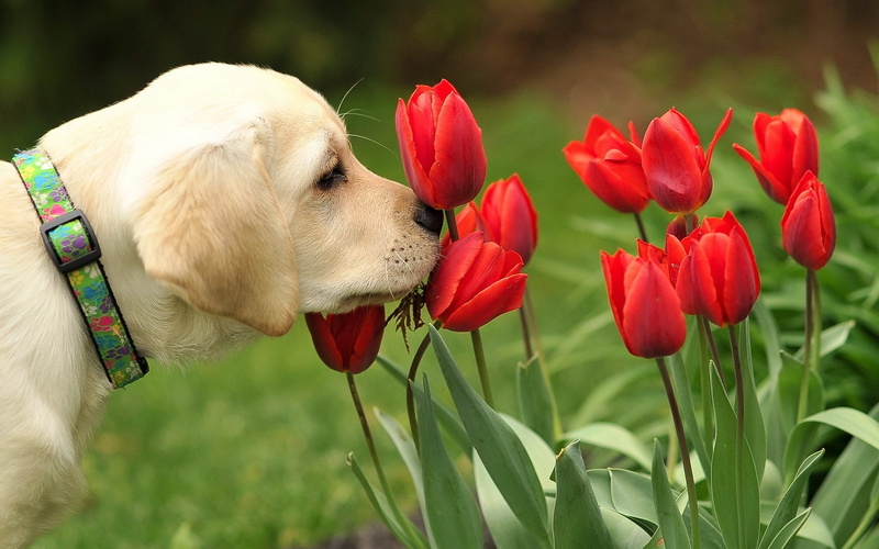 pets, spring computer backgrounds, focus on foreground, petal, domestic, 1080P, flower head, no people, flowering plant, red, dog, domestic animals, beauty in nature