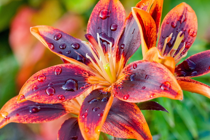 purple, macro, 1080P, lily, drops, orange, petals