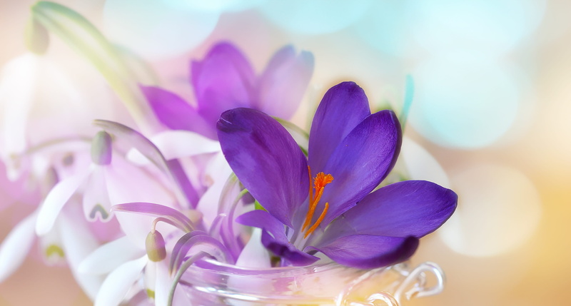 selective focus, 4K, digital painting, vulnerability, crocus, lavender, flowering plant, flower head, snowdrop, close, focus on foreground, plant, painting