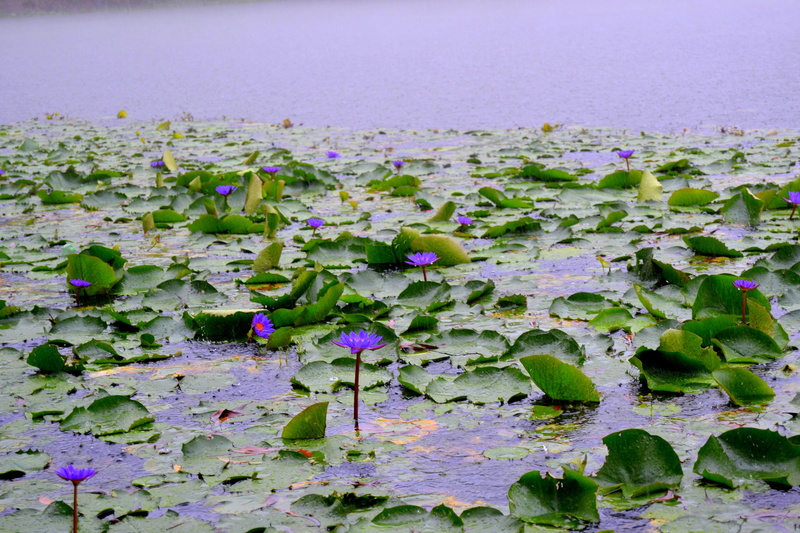 purple, plant part, flowering plant, springtime, 4K, no people, freshness, national, outdoors, nature, flower head, lotus water lily, water lily, water