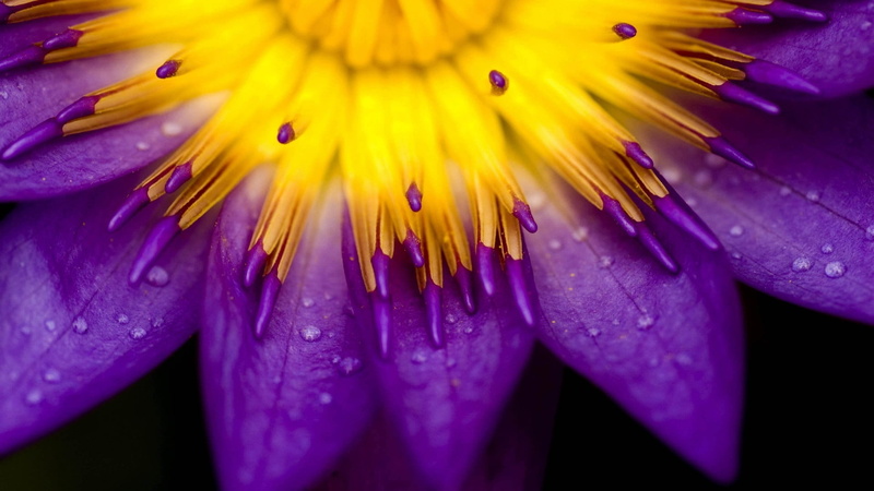water, lilies, purple, drops, 1080P, flowers, water drops