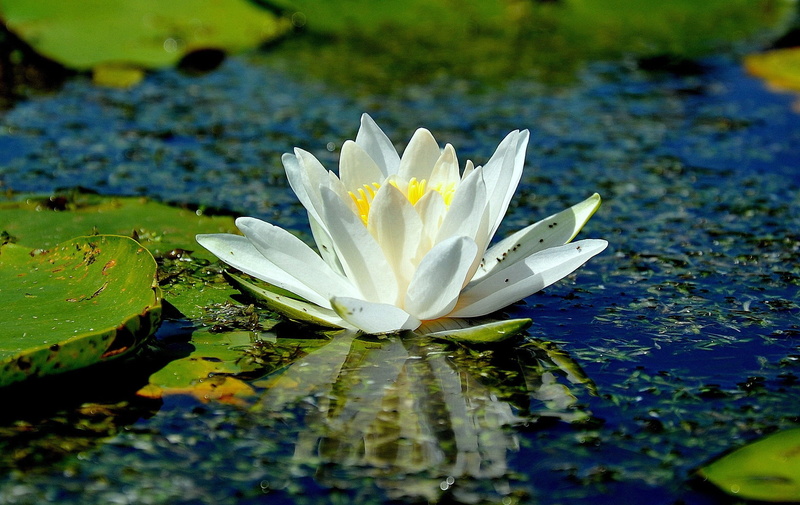 pollen, close-up, flowering plant, outdoors, lotus water lily, flower, floating on water, purple, beauty in nature, floating, petal, leaf, yellow, no people