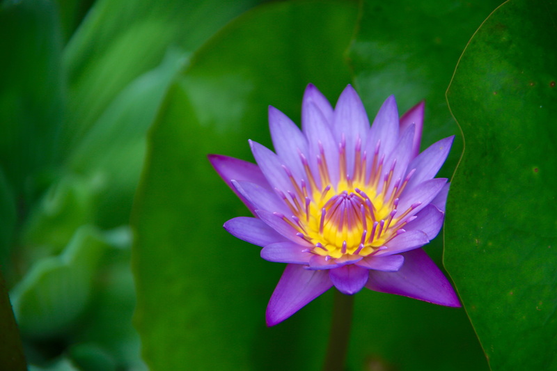 flower, plant, tuamotu  islands, bora bora, french  polynesia, flower Head, pacific  ocean, summer, Lotus flower, flickr, tahaa, sea  beach, french, water