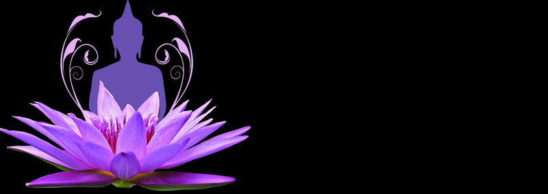 wellness, pink, purple, flower head, plant, studio shot, blossom, growth, 2K, lotus, lake rose, beauty in nature, meditation, close-up, flowering plant