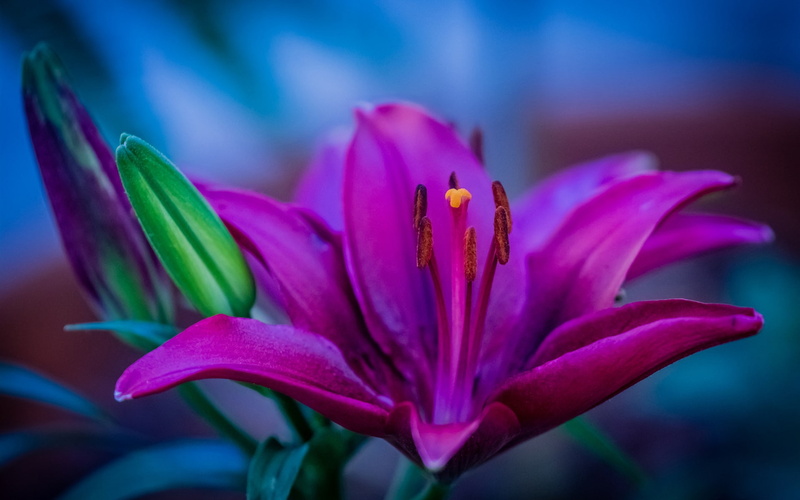 Pistil, Purple, Petals, 1080P, Lily