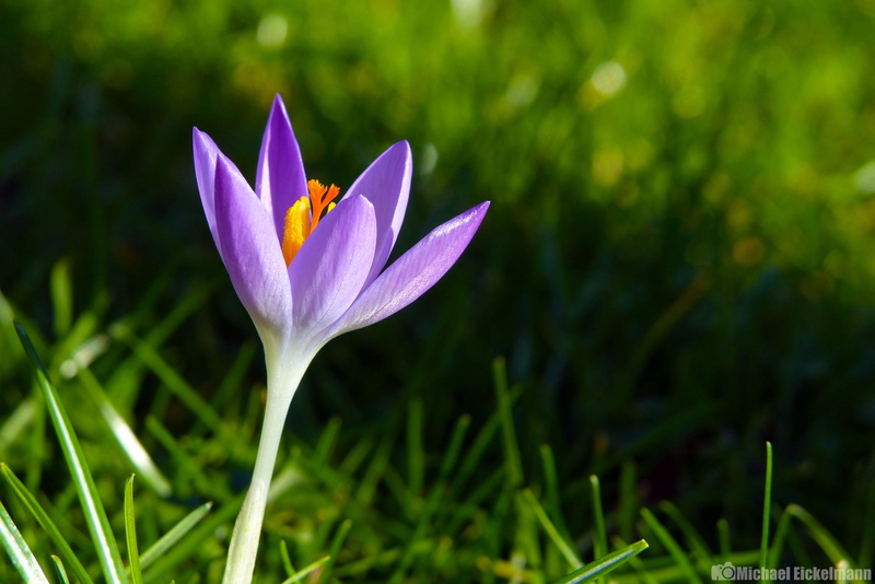 deutschland, focus  world, Hocus pocus, flower  flower, dc, FZ, Crocus, nature, blossom, beginner, dmc, bloom, flower Head, vario, flickr, foto, light