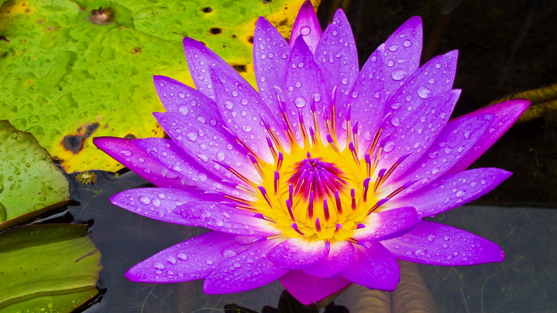  1080P, computer, water, lily, hd, mobile, purple, flower, definition, high, phones, yellow