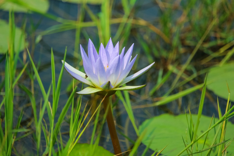freshness, focus on foreground, purple, fragility, national flower, lotus water lily, nature, water lily, close-up, beauty in nature, flower head, blade of grass