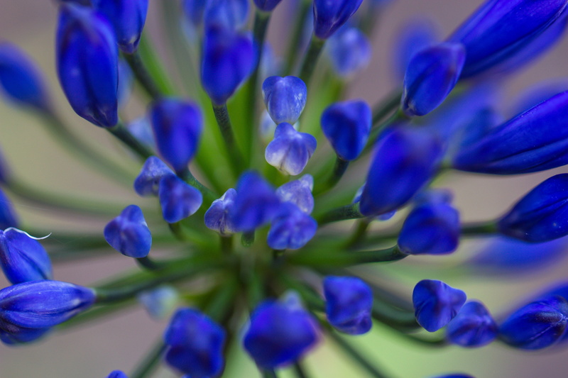 plant, Common Agapanthus, Amaryllis, 5K, Agapanthus praecox, purple, blå, herrgård, springtime, African Lily, Flower, flowers, close-up, lilja, Lily of the Nile