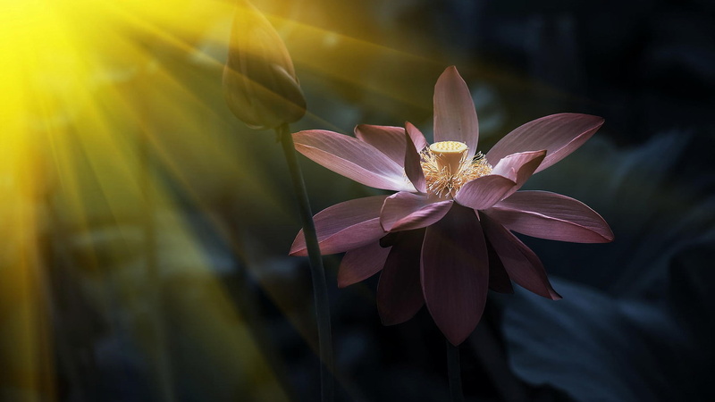 purple, focus on foreground, beauty in nature, close-up, pink color, plant, water lily, no people, fragility, vulnerability, sunlight, flowering plant