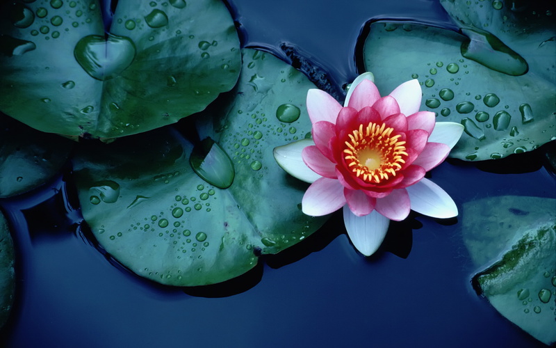 pollen, lake, water, freshness, lotus, plant, water lily, leaves, petal, beauty in nature, drops, purple, purity, flowering plant, 4K, green