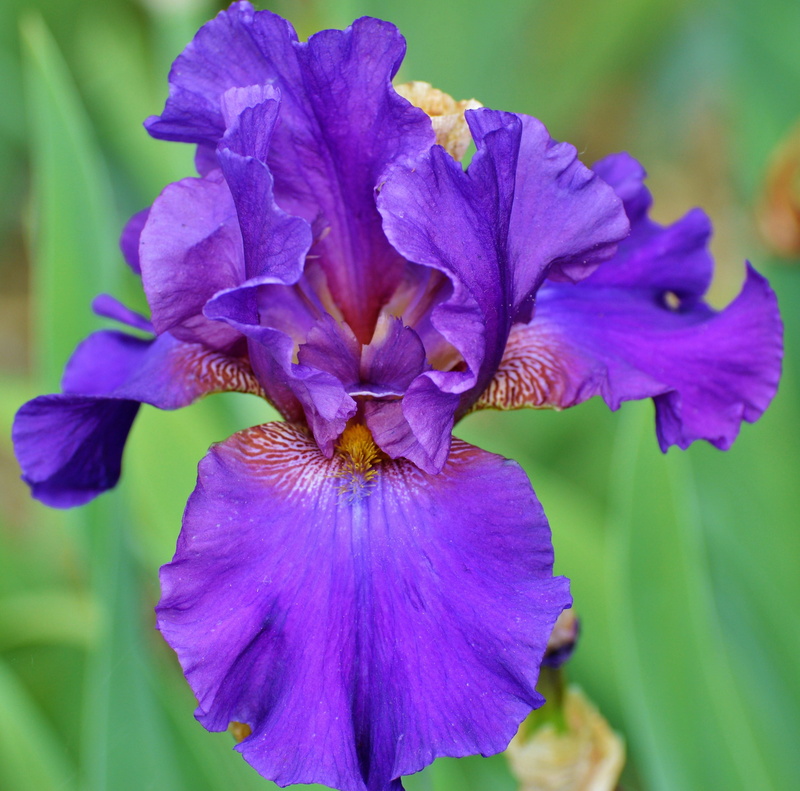 beauty in nature, day, close, growth, petal, vulnerability, flora, iridaceae, pollen, flower, Lily, flower head, flowering plant, focus on foreground, close-up