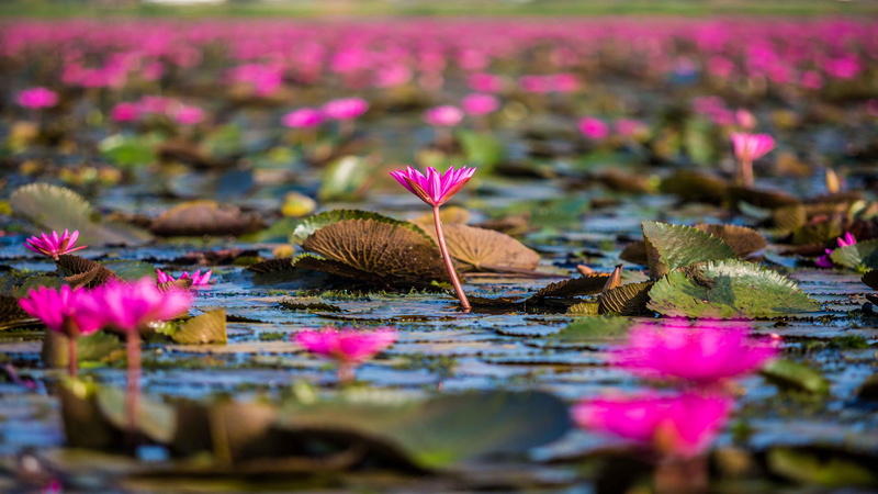 nature, leaf, springtime, fragility, flower, thale, 4K, lake, floating, flowers, freshness, day, water lily, purple, thailand, plant, noi, floating on water