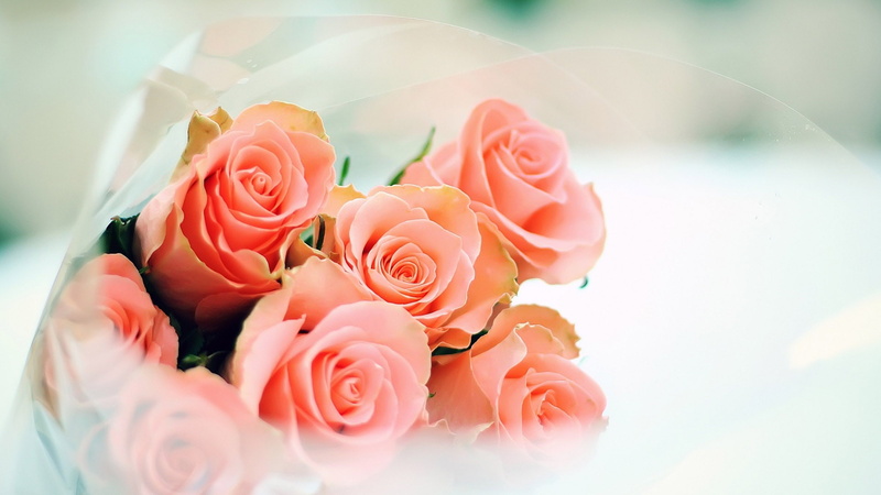 spring, blossom, bouquet, roses, floral, romantic, petal, fragility, romance, rose, pink, petals, wedding, plant, flowers, valentine, blooming, decoration