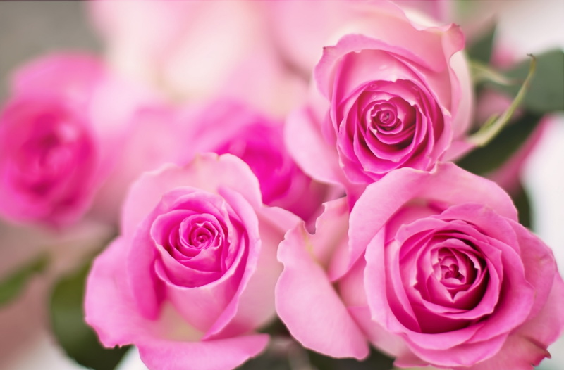 beauty in nature, plant, flower head, no people, inflorescence, flower, growth, day, floral, nature, rose - flower, pink color, close-up, focus on foreground