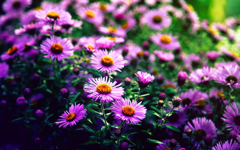 flowering plant, pollen, purple, outdoors, nature, yellow, pink color, petaled, flower head, close-up, growth, plant, no people, purple flowers, petal