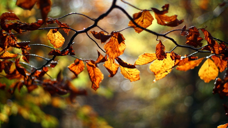 twig, depth of field, no people, day, nature, healthy eating, leaf, tree, natural condition, fruit, change, outdoors, plants, twigs, food, beauty in nature