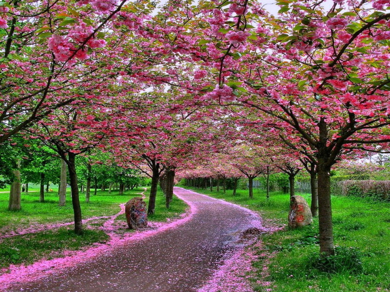 flower, sakura, 480P, japan Flower