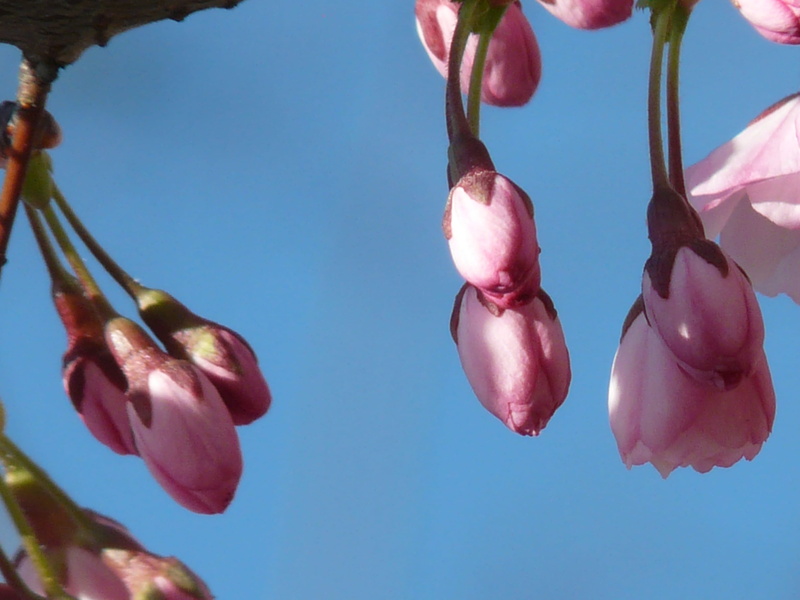 outdoors, petal, no people, 2K, east asian cherry, cherry blossom, flower head, bloom, cherry tree, japanese flowering cherry, inflorescence, Pink, spring